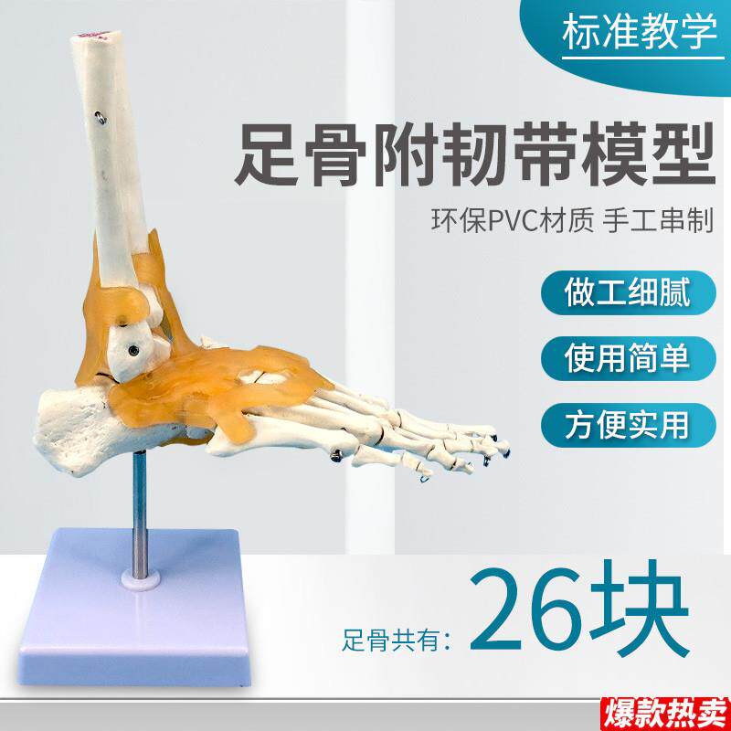 脚掌骨骼足骨成人脚掌关节功能模型z人体脚关节附韧带及肌肉起止