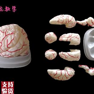 向阳花正品人脑模型脑解剖脑动脉I模型医用大脑模型包邮