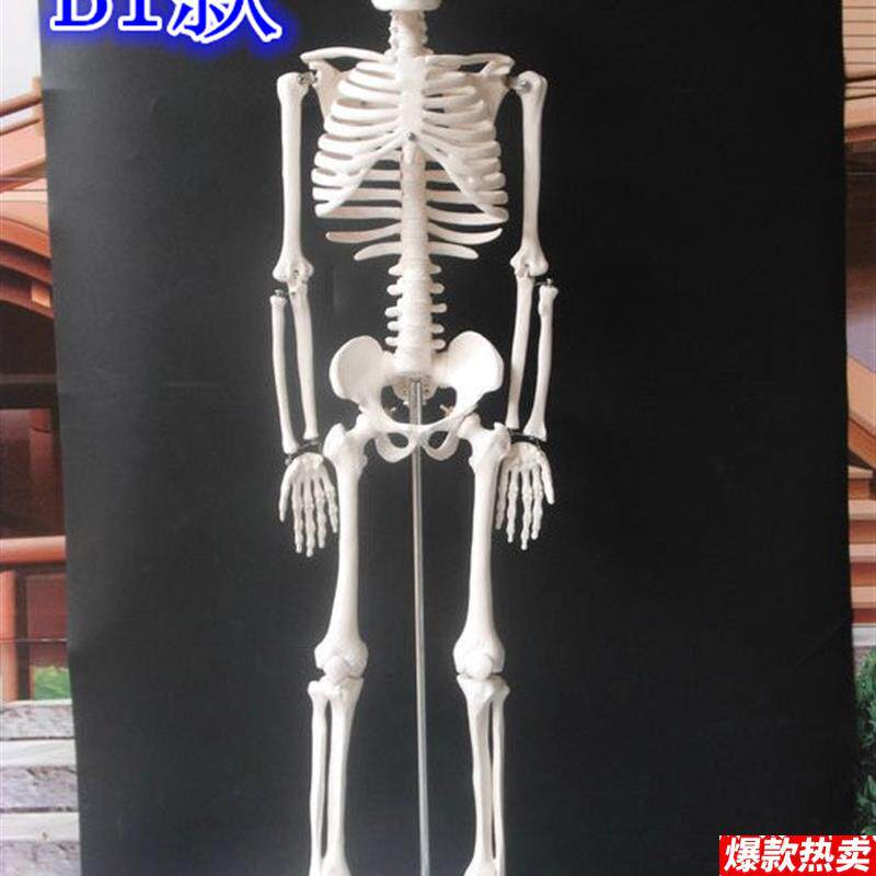 85CM医用人体骨骼模型人体骨架模型人体脊柱x模型脊椎模型医用