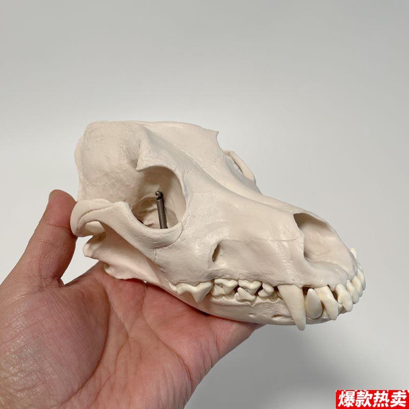 狗头骨模型口腔牙齿下颌骨犬科动物骨髅y真实倒模兽医院教学模具