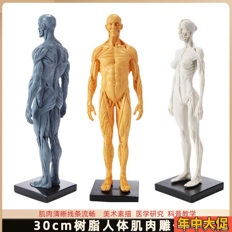 30cm雕塑艺g用人体肌肉骨骼解剖结构模型美术医用参考绘画中性推