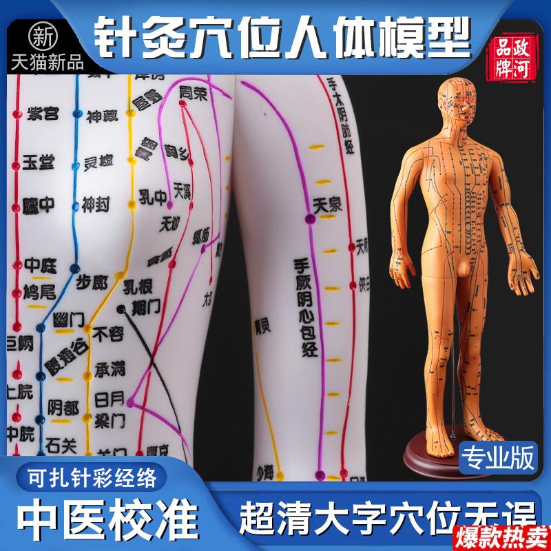 政河中医人体穴位模型h人十二经络图针灸人体模型可扎针小皮铜人