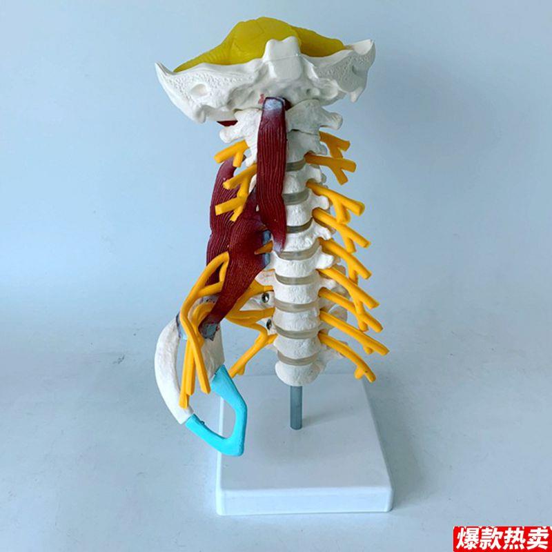 康泰模型人体颈.椎小脑枕骨颈丛神经肌肉肋骨动脉血管康复正骨针