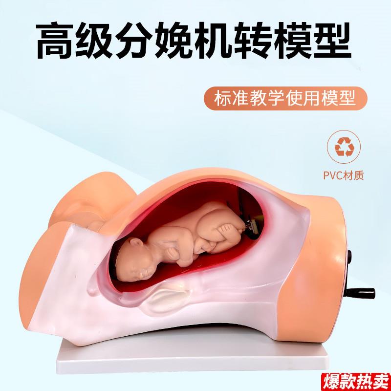 分娩机转模型胎儿出生演示模型妇产科助产示教e卫生护士培训