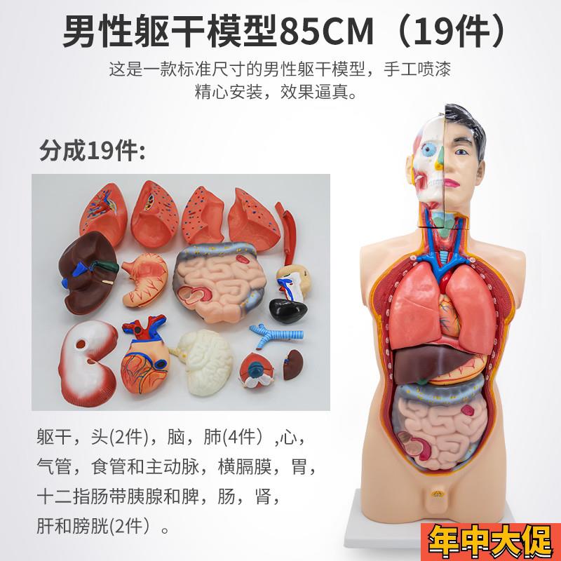 85CM男性躯干解剖模型人体结构模型医学器官构造躯干教.学内脏模