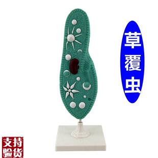 草覆虫模型原生动物门纤毛中学生物老师推荐教学用始Y祖鸟模型化