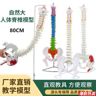 4585cUm人体脊椎脊椎模型带骨盆股骨彩色分区软腰椎脊柱骨骼模型