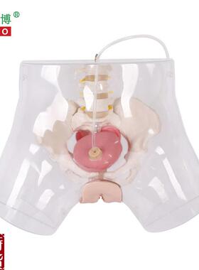 医博BIX-H4D高级透明女性导尿模型导尿插G管训练假人女性护理训练