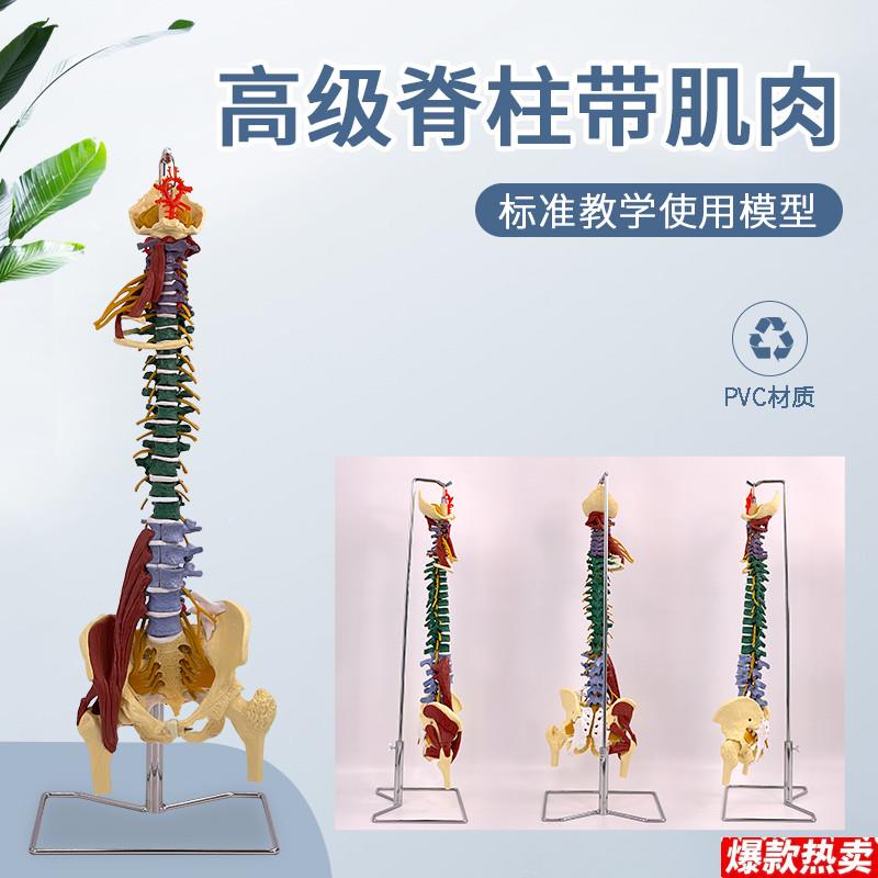 医学人体彩色分区J脊柱带肌肉脊椎腰椎颈椎胸椎按摩骨骼骨架模型