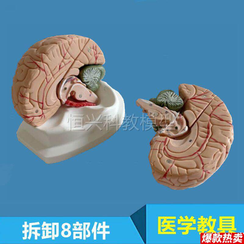 人脑模型可拆卸脑s干小脑胼胝体垂体脑室结构中脑延髓神经大脑解