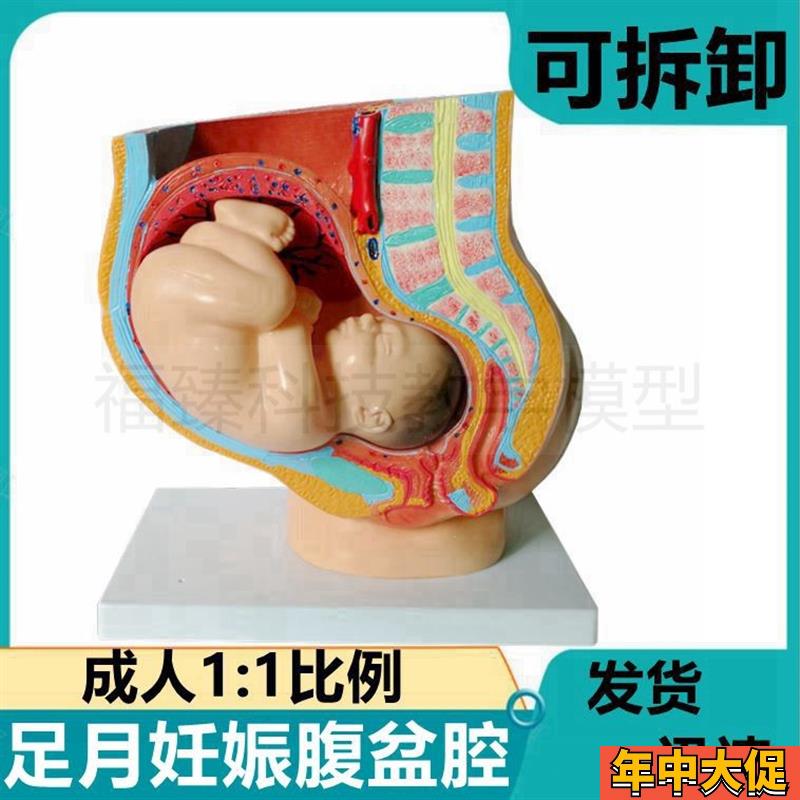 足月妊娠 腹腔 盆腔模型盆底肌器官女泌尿生殖可拆卸产Z科月子家