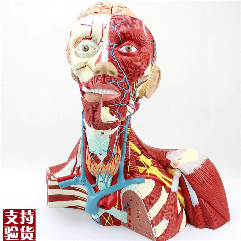 ENOVO颐诺h医学人体头颈肌肉神经脑动脉颅脑结构大脑模型面部解剖,文具电教/文化用品/商务用品,教学标本/模型,淘宝优惠券,粉丝福利购,淘宝优惠卷