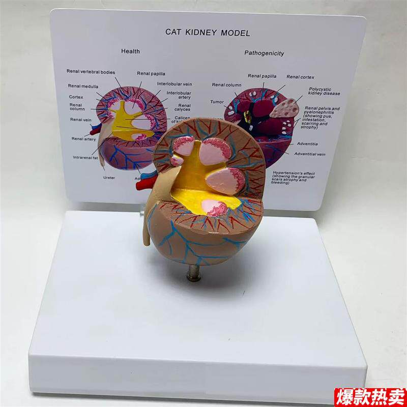 泰康猫肾脏E病理泌尿系统动物内脏猫科宠物医药促销兽医教学模具