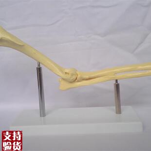 狗肘关节模f型桡骨尺骨肱骨模型动物解剖模型兽医教学模型