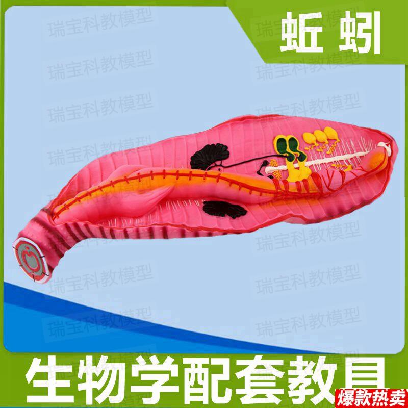 蚯蚓模型生物课配套教具科教展览摆件场景装饰儿d童早教玩具塑胶