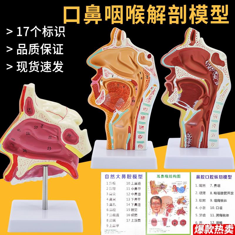 教学仿真人体鼻咽口腔纵切咽A喉解剖模型喉腔咽腔鼻腔口标本教具