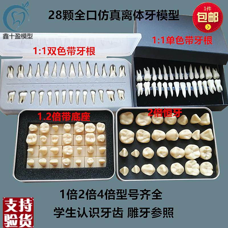 牙科仿真b离体牙模型恒牙模型学生认识牙齿28颗雕牙全口牙齿模型,美容美体仪器,口腔护理设备礼盒,淘宝优惠券,粉丝福利购,淘宝优惠卷