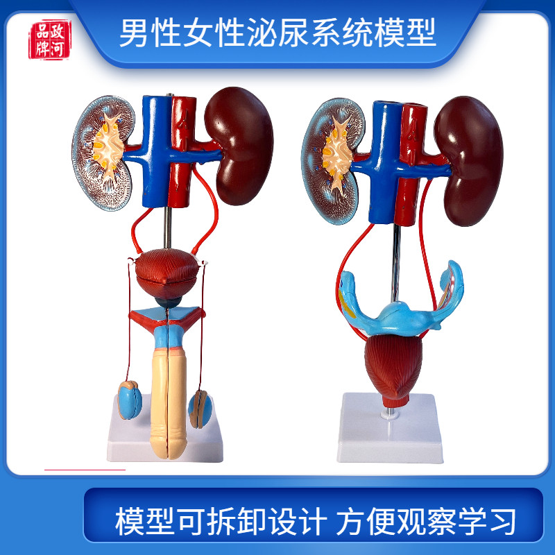 男性女性泌尿生殖系统模型膀胱输C尿管肾脏解剖模具结构造立体教