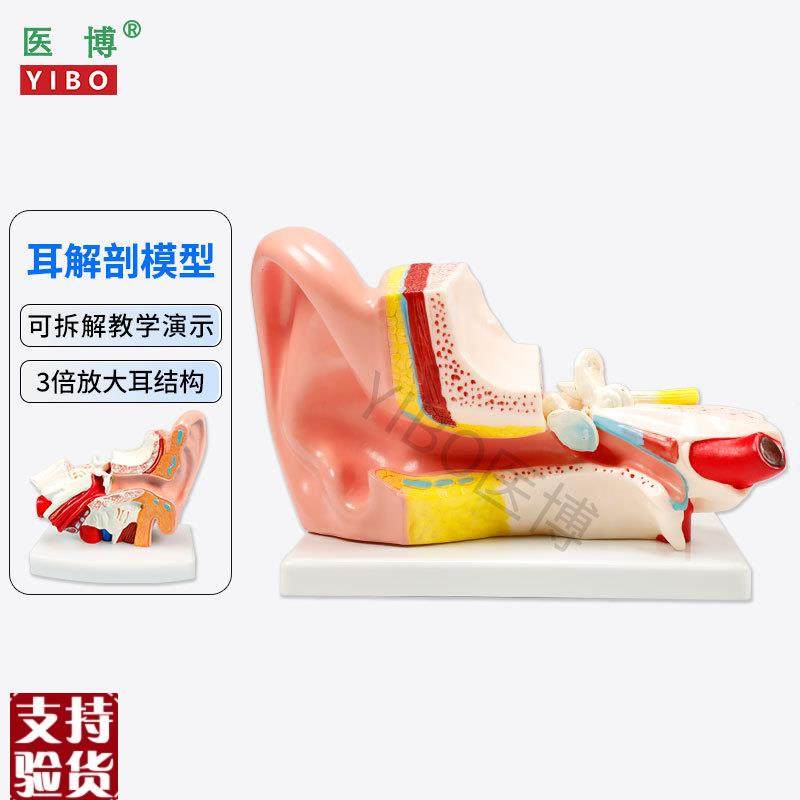 医博人体耳解刨模型耳朵3倍放大C模型耳朵结构构造展示教学模型,文具电教/文化用品/商务用品,教学标本/模型,淘宝优惠券,粉丝福利购,淘宝优惠卷