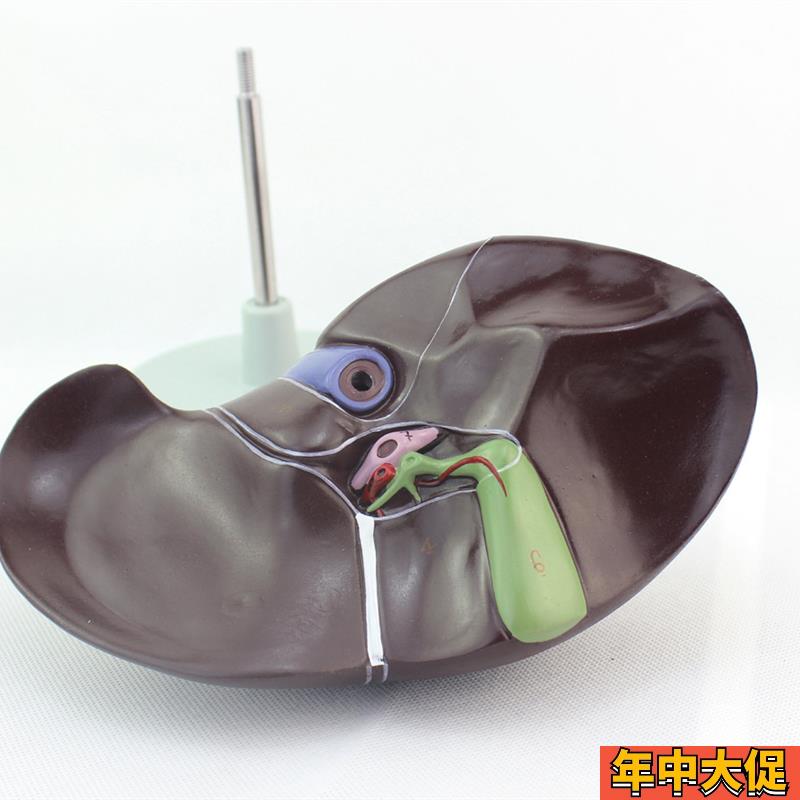 ENOVaO颐诺 医学人体肝脏模型 肝解剖模型肝门胆囊胆管结构 消化