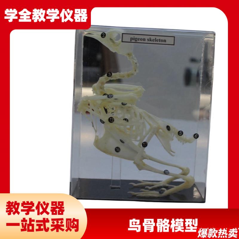 中英文版鸽骨骼结构鸟兽骨骼Q结构模型教学教具厂家中学教学仪器