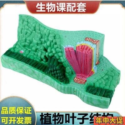 植物叶子结构模型 单子叶双子叶植物茎 种子 芽 胚发Y育 根尖结构