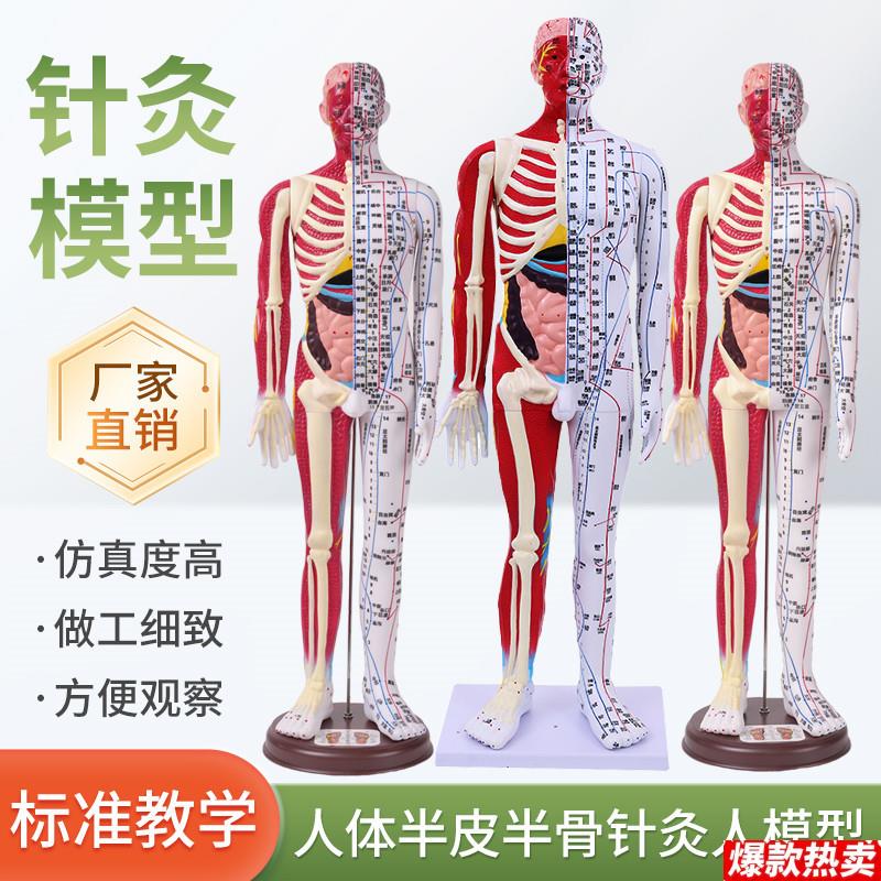 6085CM人体针灸人模型.半皮半肌肉骨骼内脏解剖中医经络穴位高清