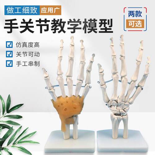 人体关节模型骨骼教学手肘腕脚踝骨肩膝关节F髋骨科附韧带医学结