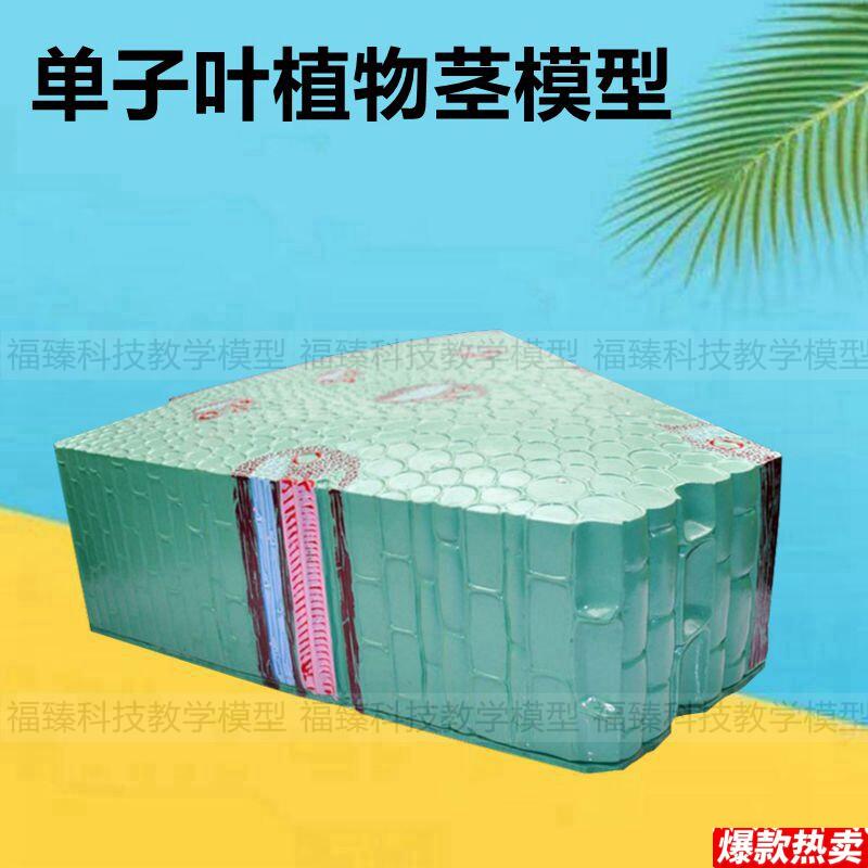单子叶植物茎模型细胞叶H子结构双子叶导管筛管中学高中生物课教