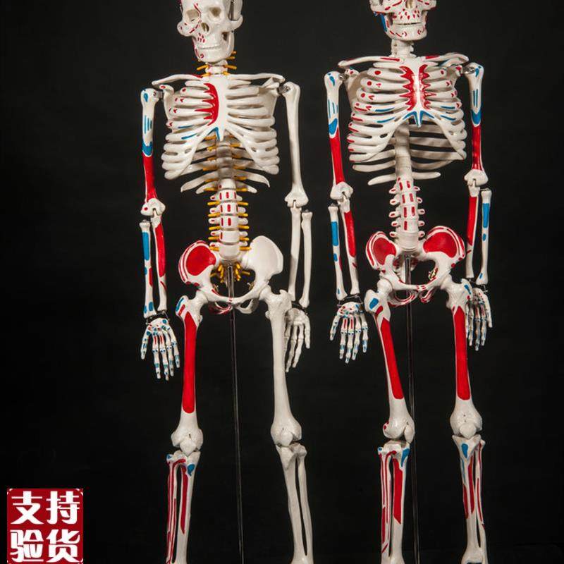 医学用人体骨骼脊神经骨架教学骷髅解剖标M本模型85人体骨骼模型,玩具/童车/益智/积木/模型,其他模型玩具,淘宝优惠券,粉丝福利购,淘宝优惠卷
