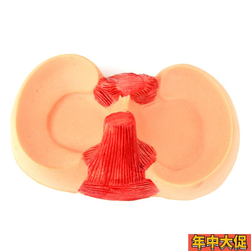 ENOVO颐诺 膝关节关节半月板缝合模型 关节镜微创膝Y盖半月板手术