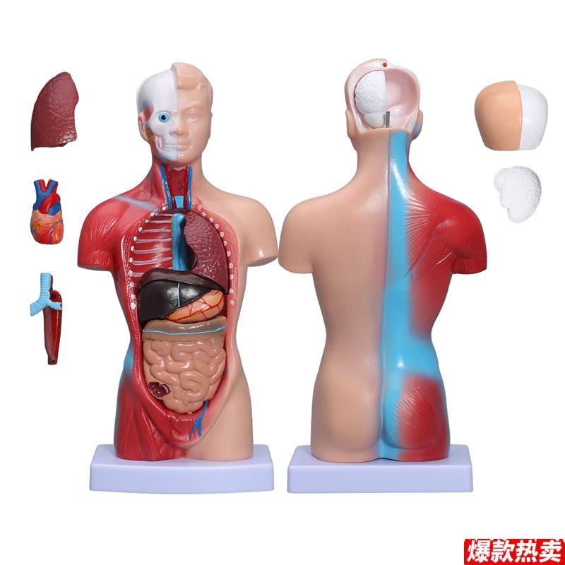 人体解剖躯干模型器官内脏心脏医学教学E解剖组装14件可拆卸玩具