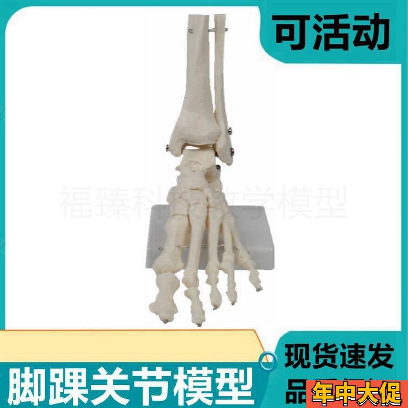 1比1足骨模型踝关节脚趾可活A动根骨下肢髋关节膝关节腿功能展示