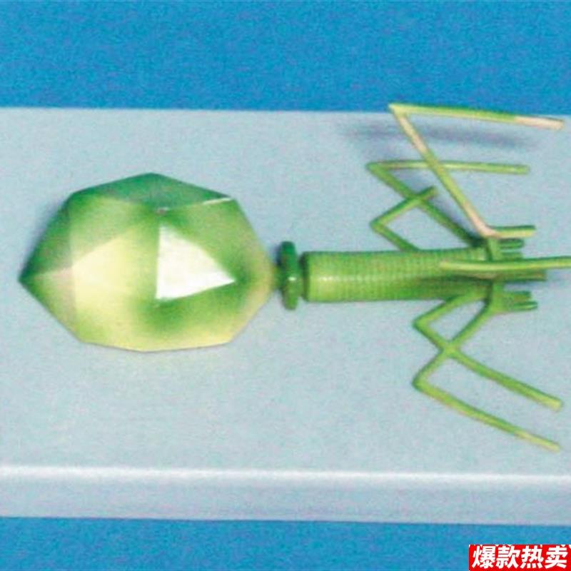 噬菌体病毒模型分子模型医T用教学模型