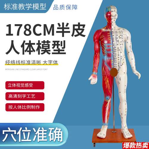 178CM半z皮半肌针灸人针灸模型针灸人人体模型医学教具
