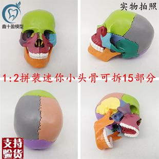 15部件拼d装人体头骨模型彩色迷你小骨头解部模型可拆卸头颅骨模