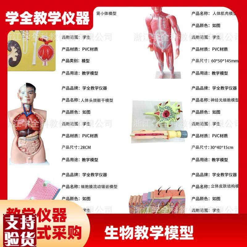 教学学生模型生i物模型初高中实验器材中学生物教学教学解剖模型,文具电教/文化用品/商务用品,教学标本/模型,淘宝优惠券,粉丝福利购,淘宝优惠卷