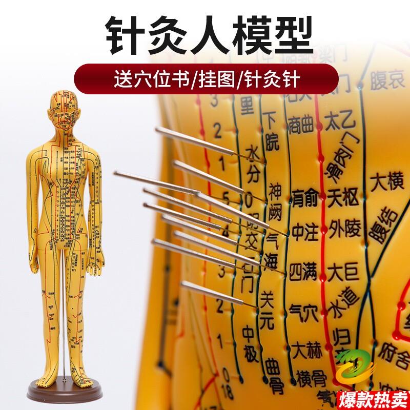 人体针灸模型人经络穴位Y中医全身十二铜人模特图可扎针练习小皮