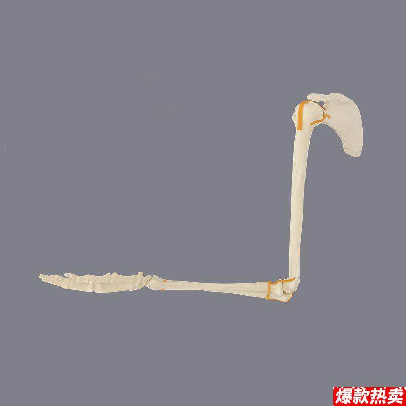 上肢仿真骨手臂肩关节肘手腕骨科手术前t练习实操用假骨头器械操