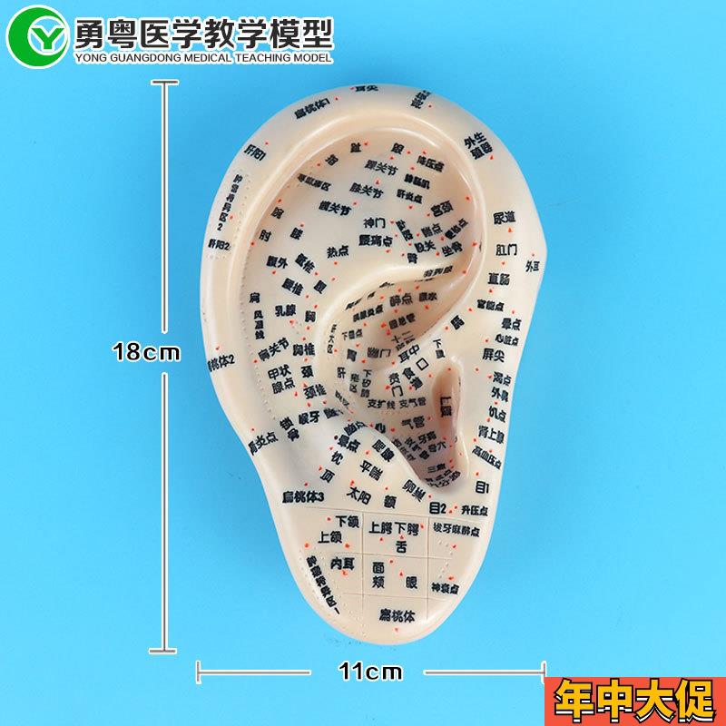 中医刻字耳朵穴位l模型按摩针灸耳穴学习按压耳部反射点区大右耳