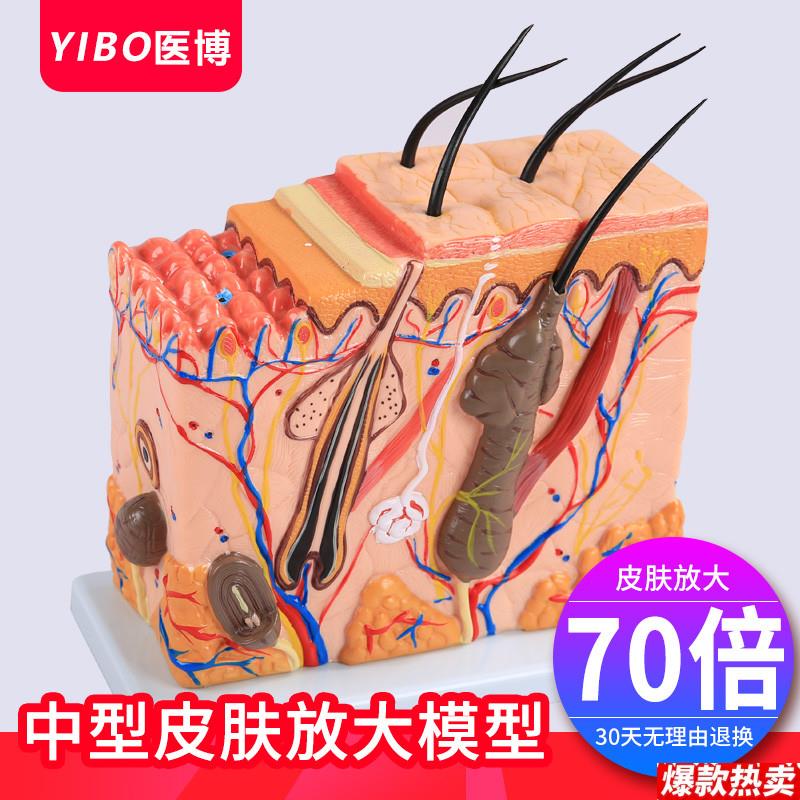 皮肤结构解剖模型美容教学皮肤组织层次立体u构造微整形皮肤模型