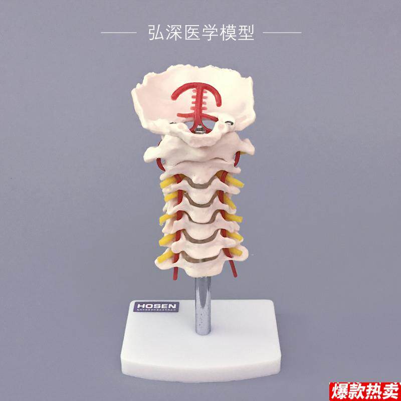 人体颈椎模型带颈动脉后枕骨骼血管神经骨科医y学教学塑料模具弘