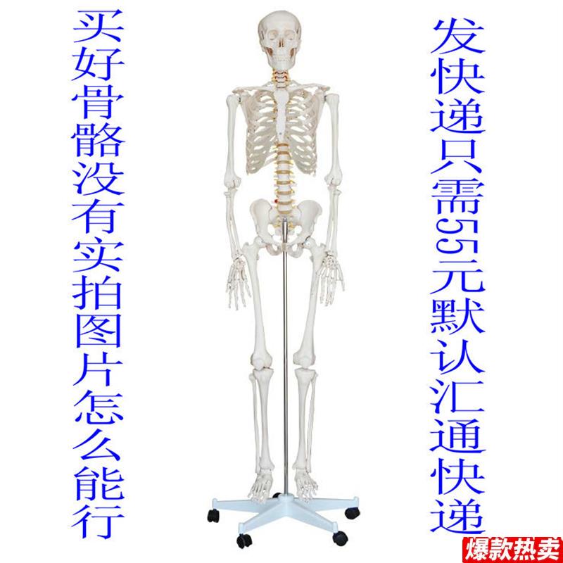 美术医用170人体骨骼模型170CM人Q人体骨骼模型骨骼标本模型