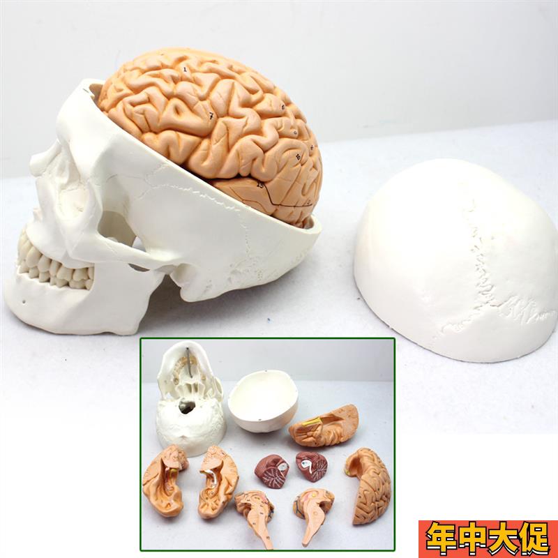 ENOVO颐f诺医学人体头颅骨 大脑模型头骨模型1:1 颅脑模型解剖 大