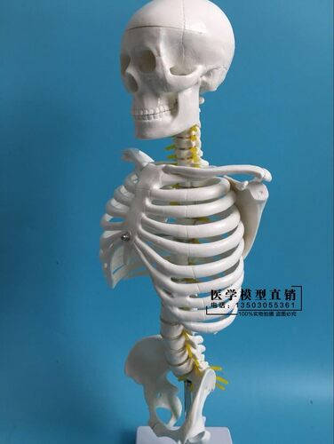 45CM人体脊柱模具脊椎骨颈椎模型胸椎结L构腰椎间盘关节骨头骨架