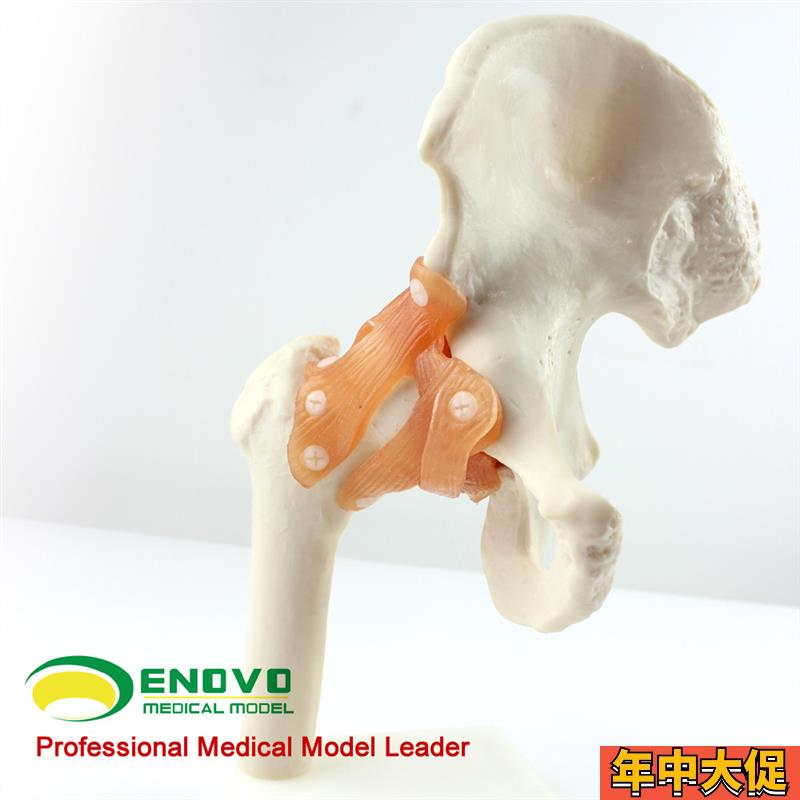 ENOVO颐诺人体髋关节股关节模型人体骨I骼模型运动骨骨科科髋关节