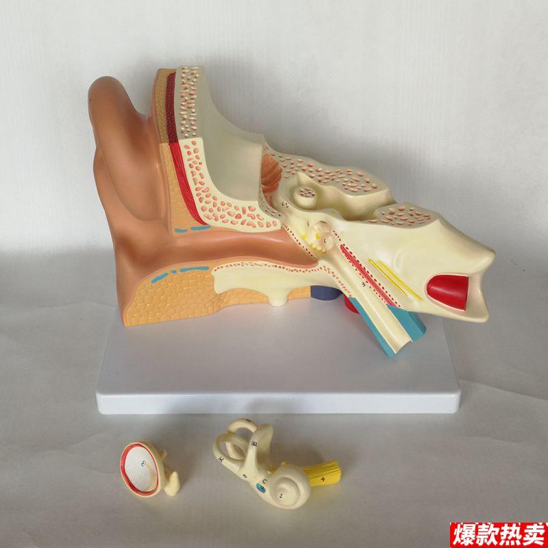 康泰模型人体耳e朵放大鼓膜内耳迷路半规管耳蜗可拆卸咽鼓管耳鼻
