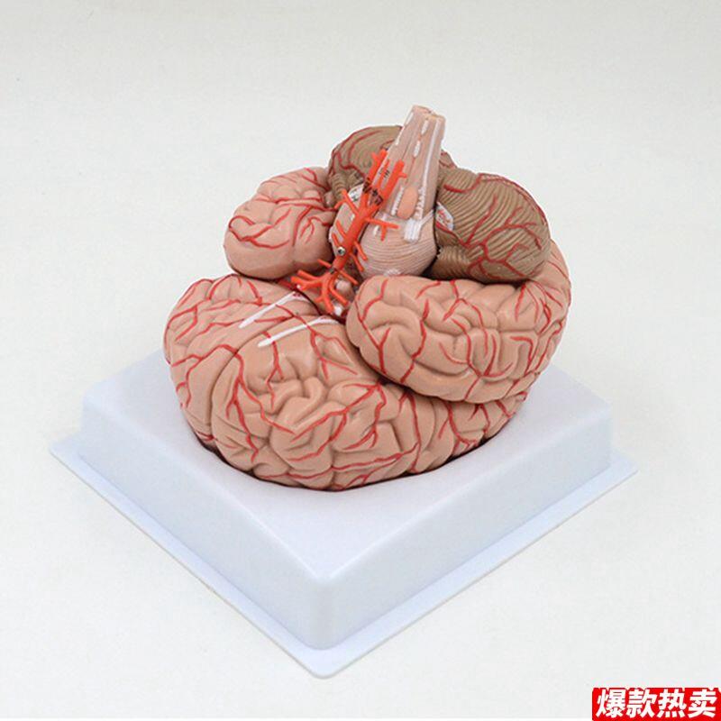 脑模型动脉血管分布外科教学标本拆卸脑干下丘脑垂体脑Q室神经内