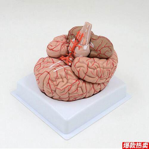 脑模型动脉血管分布外科教学标本拆卸脑干下丘脑垂体脑Q室神经内