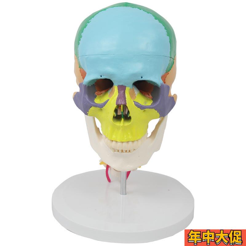 康泰模型人体颅骨色彩分离头骨带颈椎口腔牙N科考试美术医用收藏
